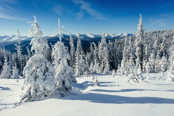 Vinter landskap träd insnöade — Stockfoto