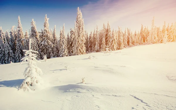 Alberi paesaggio invernale innevato — Foto Stock