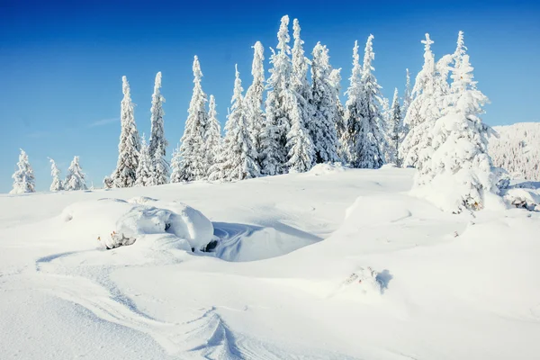 Alberi paesaggio invernale innevato — Foto Stock