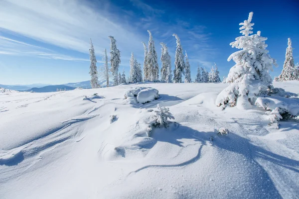 Alberi paesaggio invernale innevato — Foto Stock