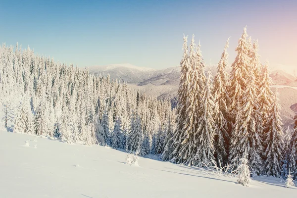 Zimní sněhová kryté strom — Stock fotografie