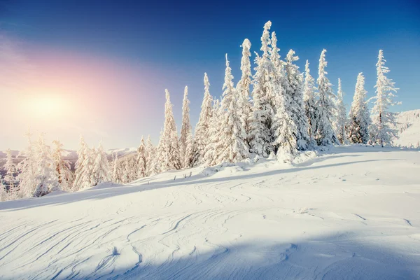 Alberi paesaggio invernale innevato — Foto Stock