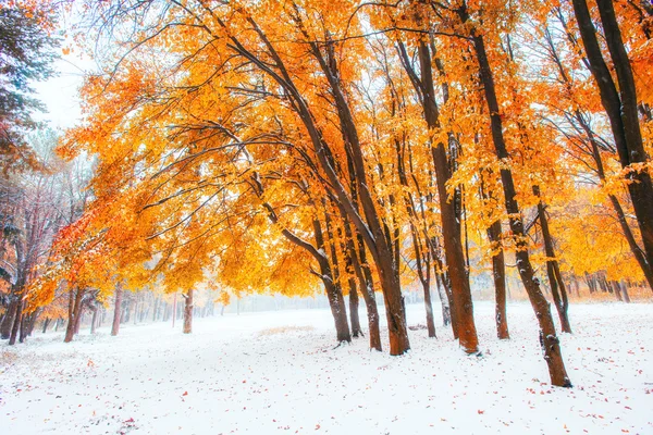 Sonnenlicht dringt durch die Herbstblätter der Bäume im Wald. — Stockfoto