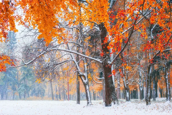 Sunlight breaks through the autumn leaves of the trees in the ea — Stock Photo, Image