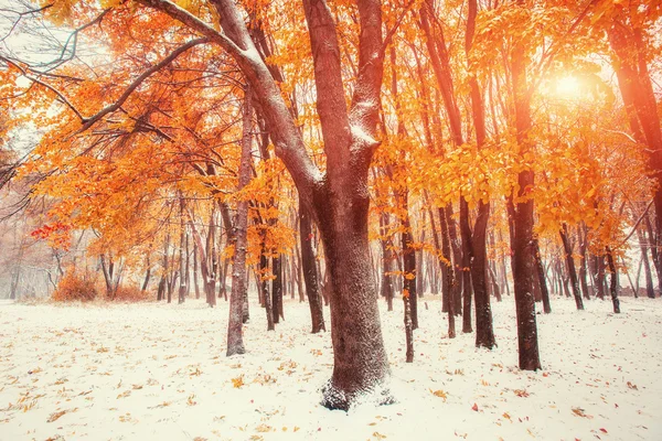 Outubro floresta de faia de montanha com neve primeiro inverno — Fotografia de Stock