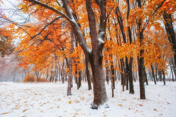 Octubre bosque de hayas de montaña con la primera nieve de invierno — Foto de Stock