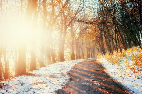 Första snön i skogen i lisi. Doroha — Stockfoto