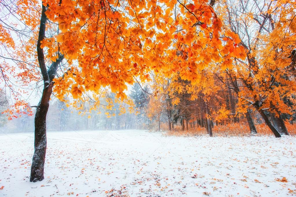 October mountain beech forest with first winter snow 