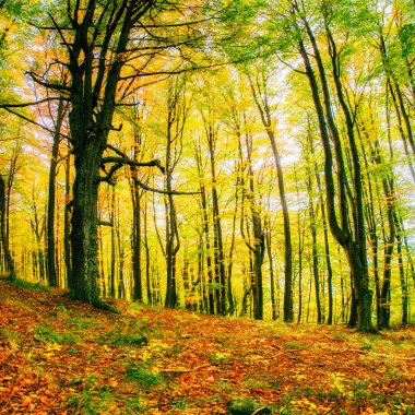 orman yolu Güz. sonbahar manzara. 