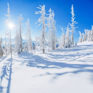 sihirli kış kar kaplı ağaç 