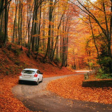 Araba bir orman yolu üzerinde
