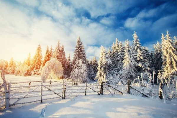 Árbol cubierto de nieve mágico invierno — Foto de Stock