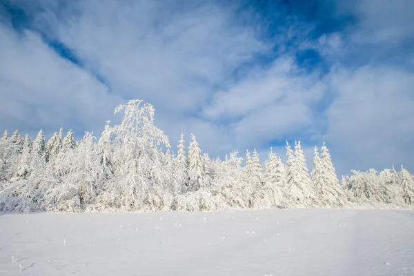 Winter bomen in sneeuw — Stockfoto