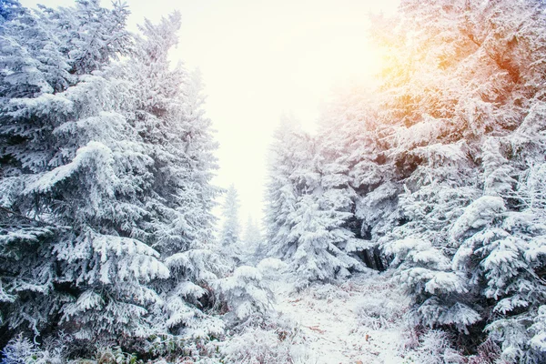 Чарівне зимове снігове дерево — стокове фото