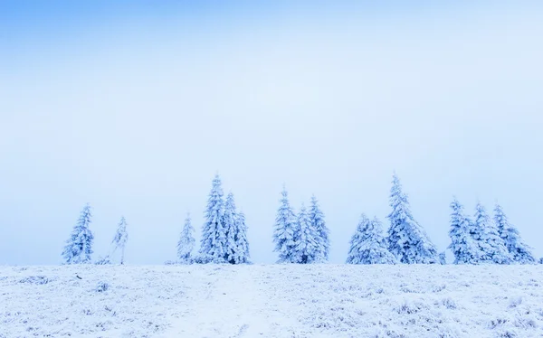 Árbol de invierno en nieve — Foto de Stock