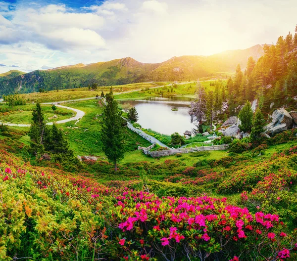 Поляна с цветами у воды в горах — стоковое фото