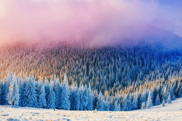 Inverno mágico neve árvore coberta — Fotografia de Stock