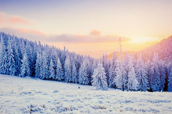 Inverno mágico neve árvore coberta — Fotografia de Stock