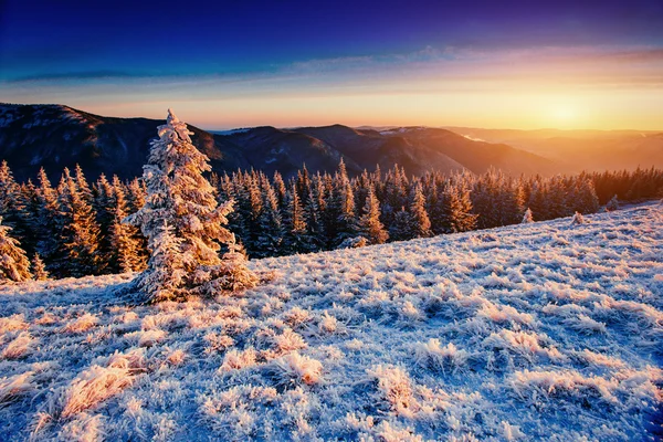 Árbol cubierto de nieve mágico invierno — Foto de Stock