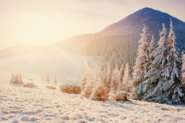 Árbol cubierto de nieve mágico invierno —  Fotos de Stock