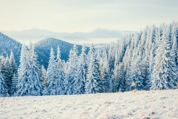 Zimní strom ve sněhu — Stock fotografie