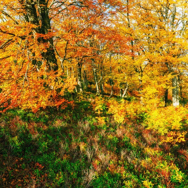 Floresta de bétula na tarde ensolarada enquanto estação de outono — Fotografia de Stock