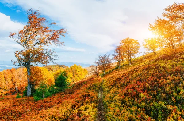 Rock massief in de Karpaten. — Stockfoto