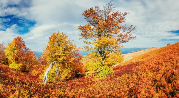 Březový les ve slunné odpoledne, zatímco podzimní sezóny — Stock fotografie
