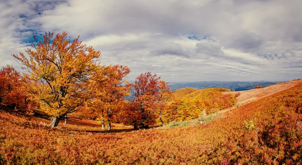 Forêt de bouleaux dans l'après-midi ensoleillé pendant la saison d'automne — Photo