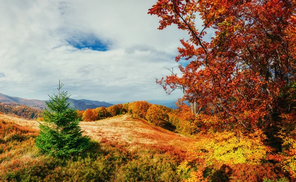 Berk bos in zonnige middag terwijl herfst seizoen — Stockfoto