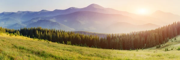 Foresta di betulle nel pomeriggio soleggiato durante la stagione autunnale — Foto Stock