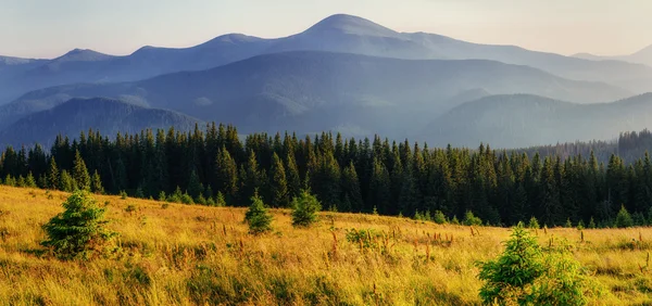 Birch forest in sunny afternoon while autumn season — Stock Photo, Image