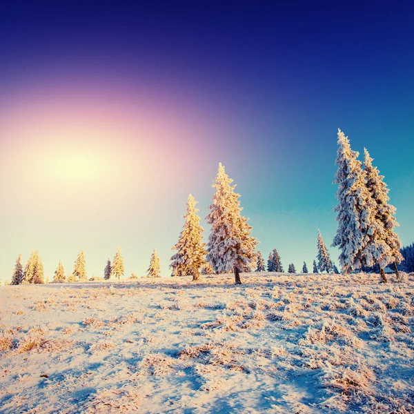 Árbol cubierto de nieve mágico invierno —  Fotos de Stock