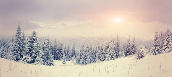 Arbre magique couvert de neige d'hiver — Photo