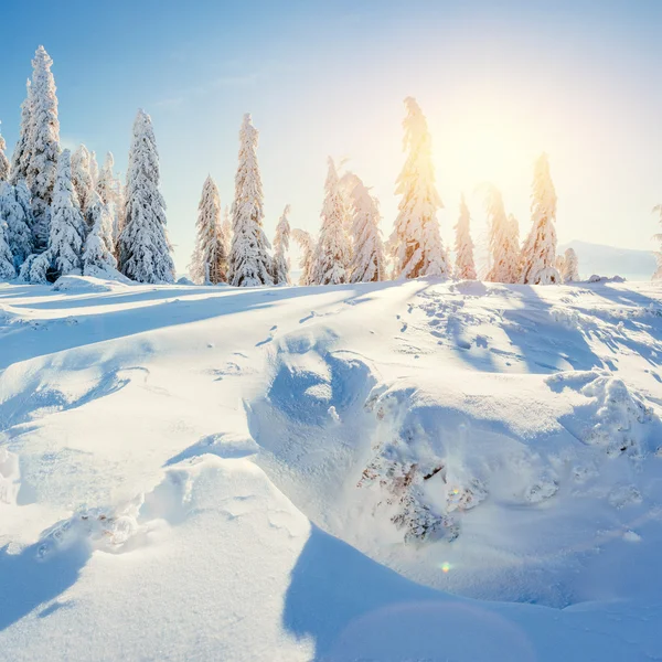 Winter tree in snow — Stock Photo, Image