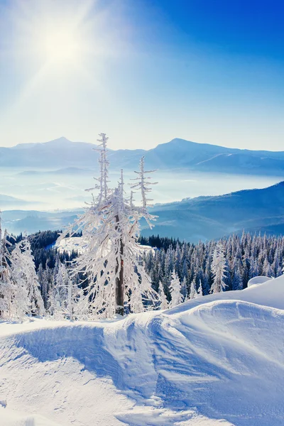 Magischer Winter schneebedeckter Baum — Stockfoto