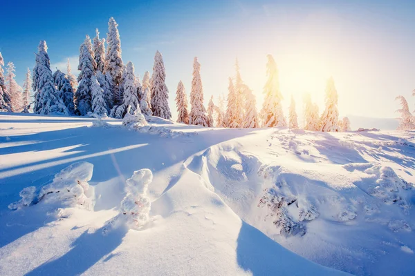 Magico albero coperto di neve invernale — Foto Stock