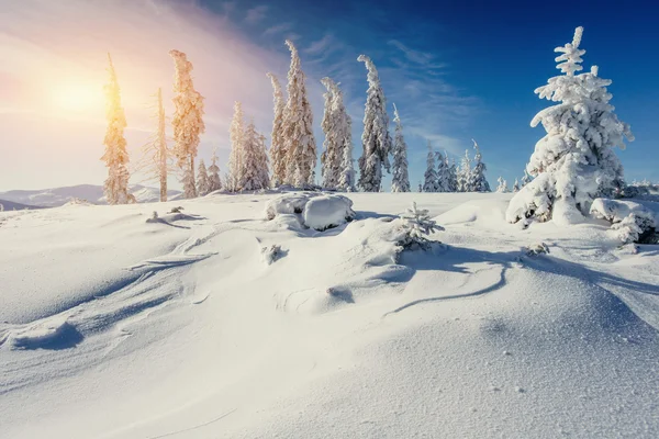 Magico albero coperto di neve invernale — Foto Stock