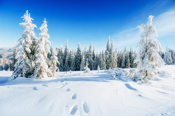 神奇的冬天雪覆盖的树 — 图库照片