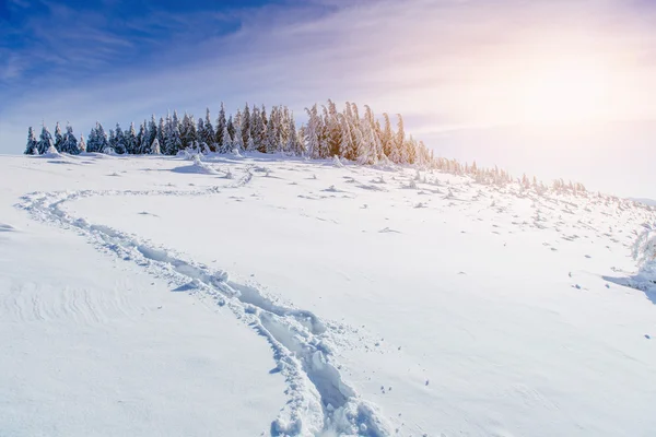 Zimowy krajobraz drzew na mróz — Zdjęcie stockowe