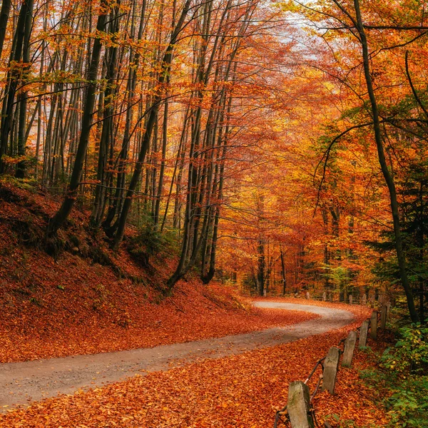 Autumn alley — Stok fotoğraf