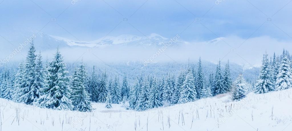 Winter tree in snow