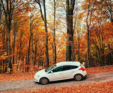 Araba bir orman yolu üzerinde