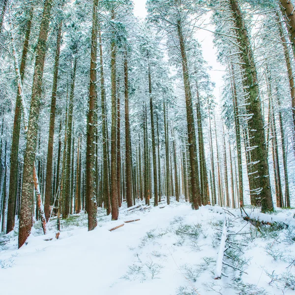 Magischer Winter schneebedeckter Baum — Stockfoto