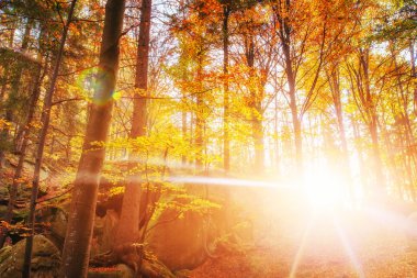 orman yolu Güz. sonbahar manzara.