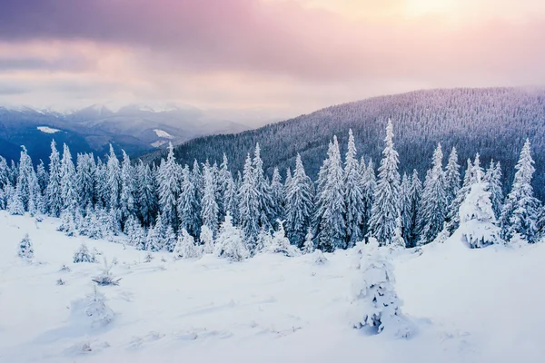 Alberi del paesaggio invernale in gelo — Foto Stock