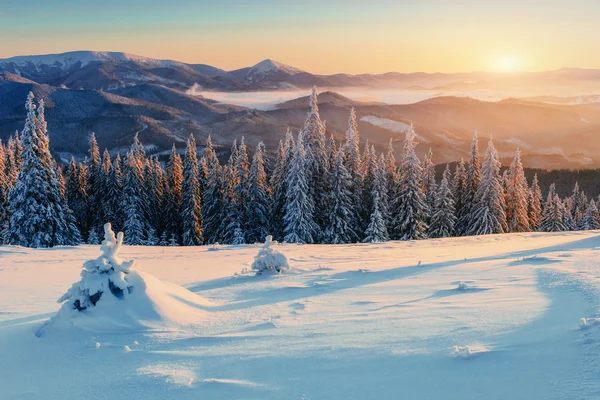 Magische winter sneeuw overdekte boom — Stockfoto