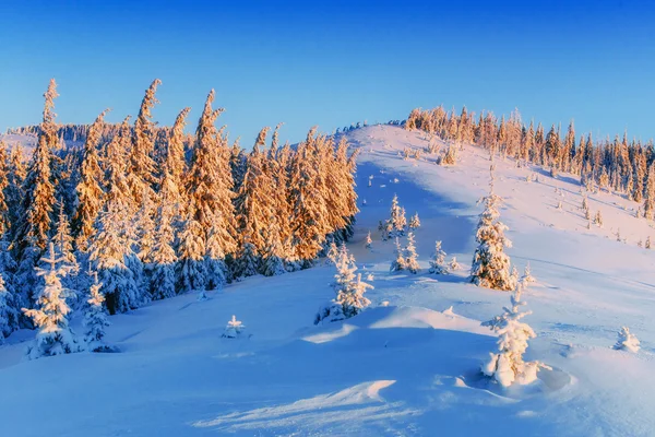 Arbre magique couvert de neige d'hiver — Photo