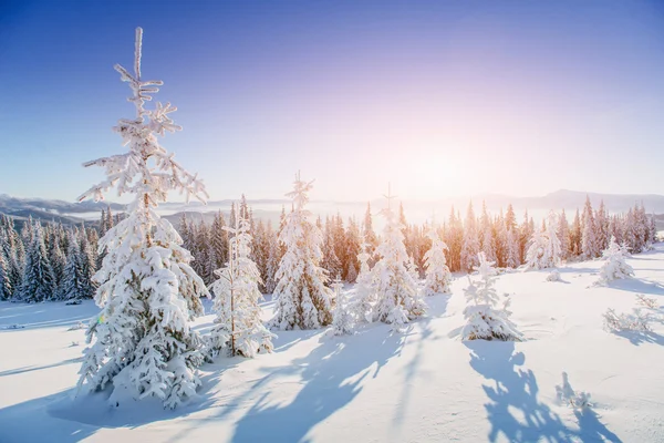 Árboles de paisaje de invierno en las heladas —  Fotos de Stock