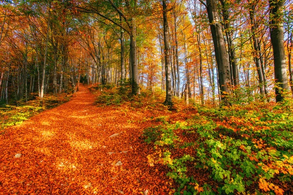 Brzozowy las w słoneczne popołudnie podczas jesieni — Zdjęcie stockowe